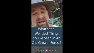 Ghost In The Redwoods