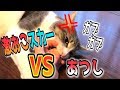 ふとしたキッカケでバトル勃発する猫と拾い主