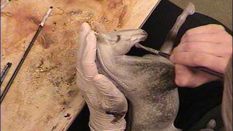 How to paint a dapple grey, part 4