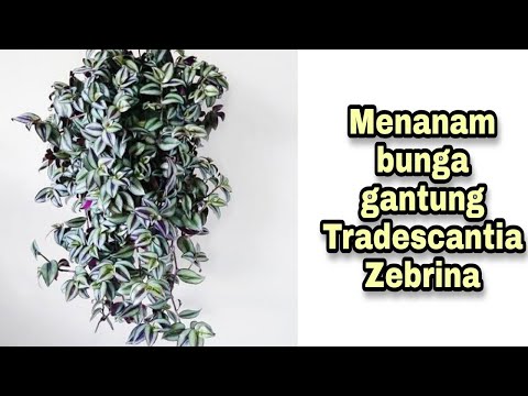 Wideo: Tradescantia (38 Zdjęć): Opieka Nad Kwiatem W Domu. Jak Wyglądają Tradescantia Virginiana I Tradescantia Wielokolorowa? Opis Innych Gatunków Roślin