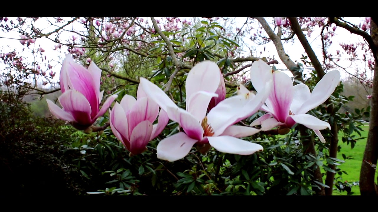 Woke Up Late Drax Project ft. Hailee Steinfeld || [ No Copyright ]