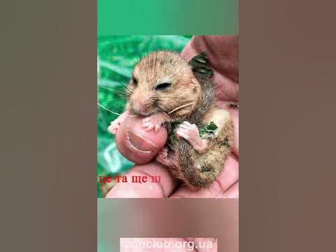 Сірий вовчок. Маленькі описи представників фауни нашої країни. - YouTube