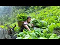 Harvest green vegetables & Bring to the market to sell - Buy ducks - Plant peanuts | My daily life