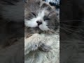 Masoom bnkr beth jata hu😂😂#shortvideo #cat #catshorts #cute
