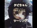 『石田ゆり子』さんのネコちゃん達 ? ハニオちゃん & タビちゃん…