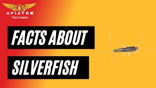 3 Quick Facts About Silverfish