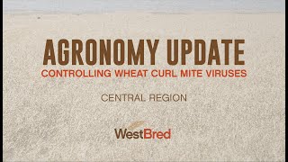 Famous Agronomy Update | Controlling Wheat Curl Mite Viruses Wealth