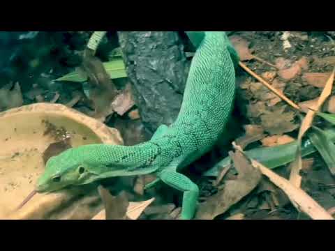 Green tree monitor lizard reptiles