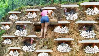 [REWIND TIMELAPSE] -- 315Days Build Many Nest For Hen To Lay Eggs, Harvest A Lot Of Chicken Eggs
