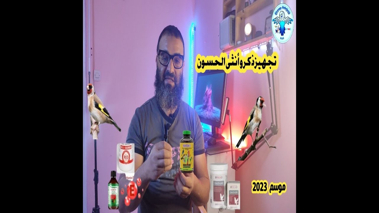 تجهيز ذكر و أنثى الحسون ،سلسلة إنتاج الحسون في القفص الفيديو 4😱