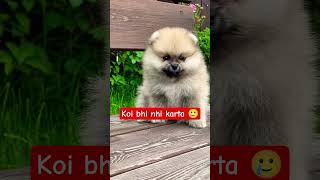 Koi bhi nhi karta #shorts #pet #funny #dog #cutedog #ytshorts#doglove
