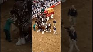 Horse Get Tangled and Injured At Budweisers Rodeo Show In San Antonio (Melting Moon - Jay-P Ft. Anbu