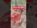 থাকবো তোমার সাথে সারা জীবন😘😂 #shorts #danceshorts #musicshorts # Bengalishorts