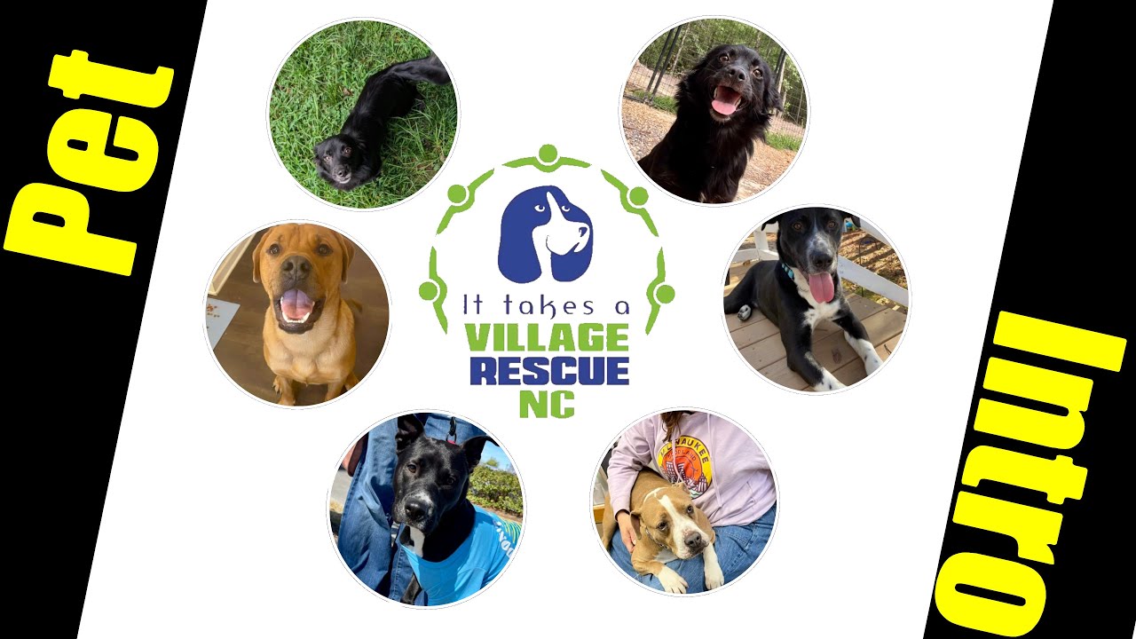 🚡 🗜️ Promo for It Takes a Village Rescue NC. 🐶 - YouTube