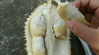 Durian Lokal Trenggalek Daging Tebal Rasa Mantap