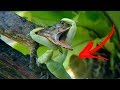 MANTIS RELIGIOSA Vs LAGARTO| Mantis Mas Peligrosas🦗