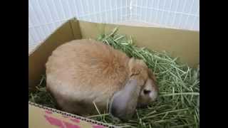 りおんの宝箱 脱走癖を身につけたうさぎ