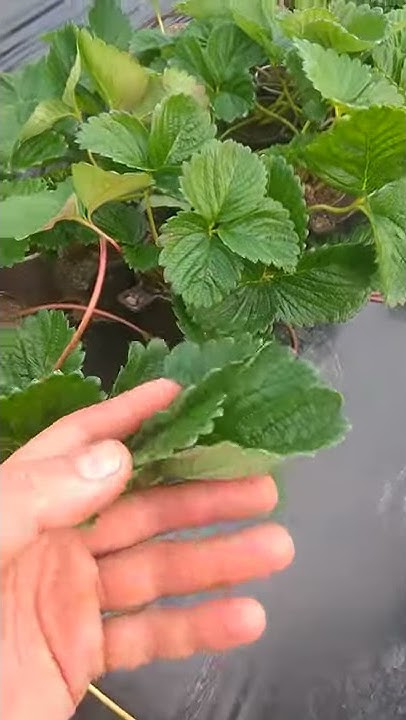 Сорт " Азия". Клубника, которая заниает достойное место на нашем ...