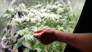 Growing LARGE In small Spaces S 2 Ep 7 CBD Autoflower Project Spektrum King Closet Case