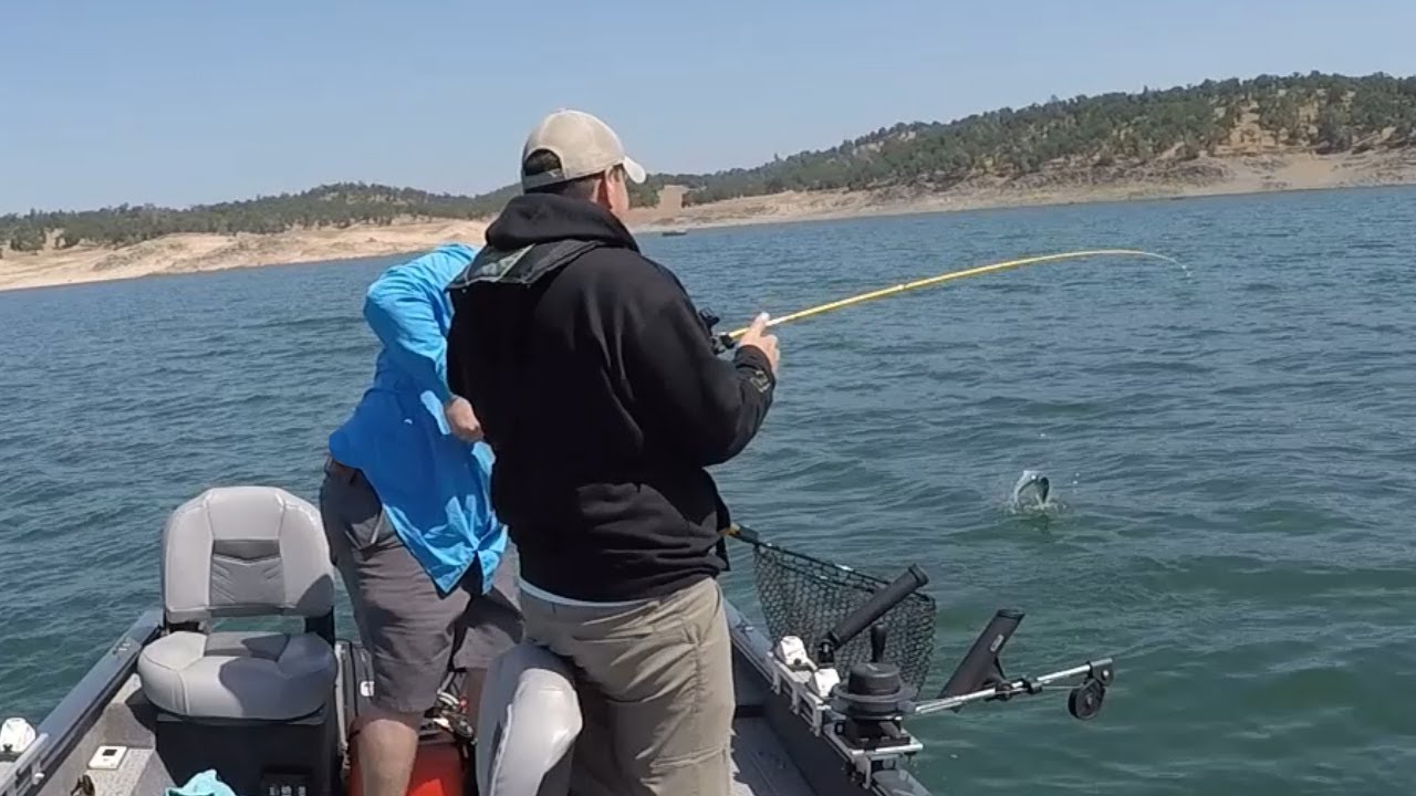 A Couple Folsom Landlocked Kings Folsom Lake Salmon Fishing YouTube
