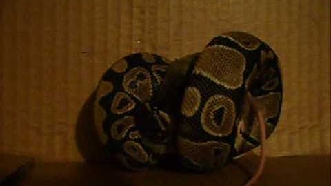 Tag eating LIVE MOUSE ball python VIEWER DISCRETION IS ADVISED