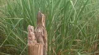 Urutau  ou  Mae da lua com filhotes aves noturnas
