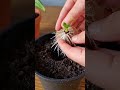Gardeners’ method for growing plants from cloves!
