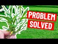 How to Get Rid of Crabgrass without Damaging the Lawn - Weed Control Tips