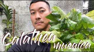Calathea musaica network care and propagation