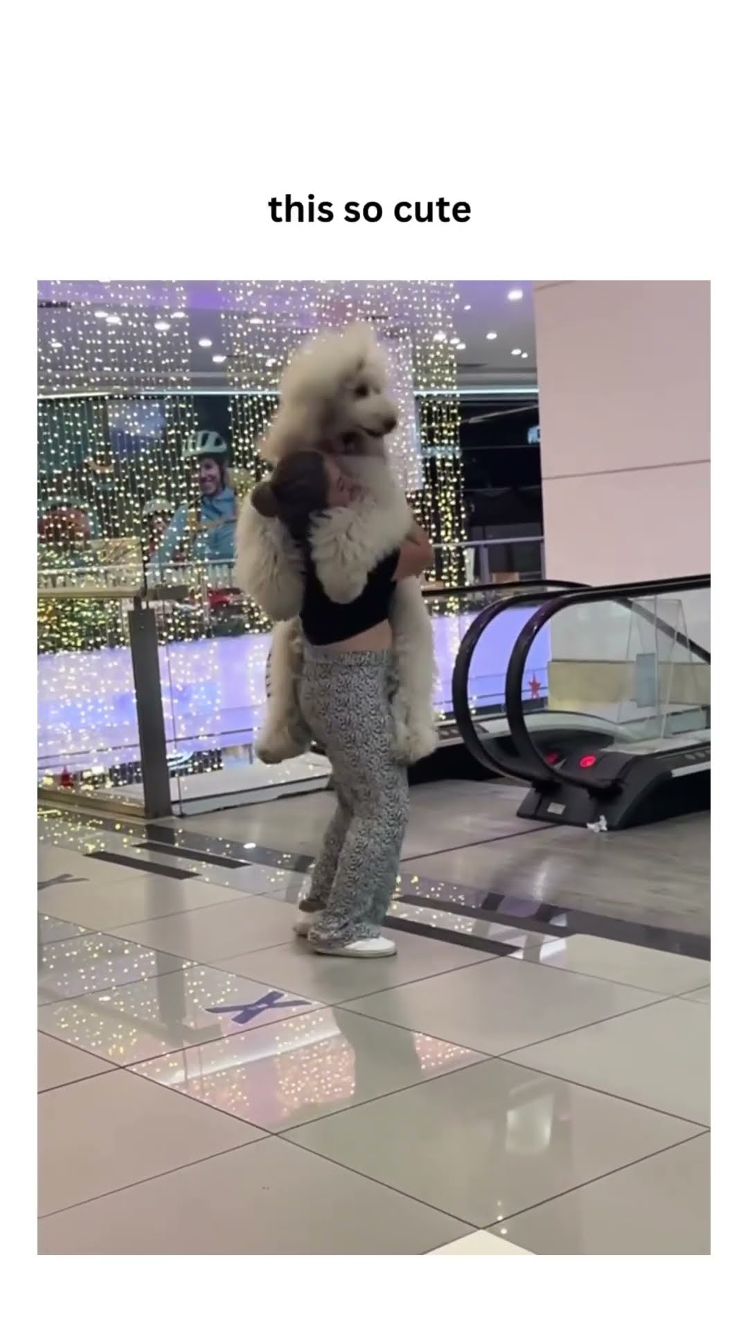 Doggyo like time to crawl to the top