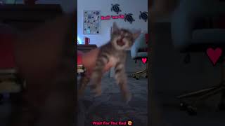 This Is So Funny #cute #cat #kitten This Is So Funny #cute #cat #kitten