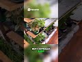 plant shoping for my dream home forest, what should i buy? #pets #forest