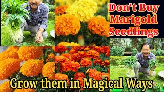 Dont Buy Marigold Seedlings from Nursery. Grow Marigold Cuttings at home im 5 simple ways