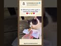 Um despreza... o outro come até o papel 😻🐶 #shorts #viral #cat #dog