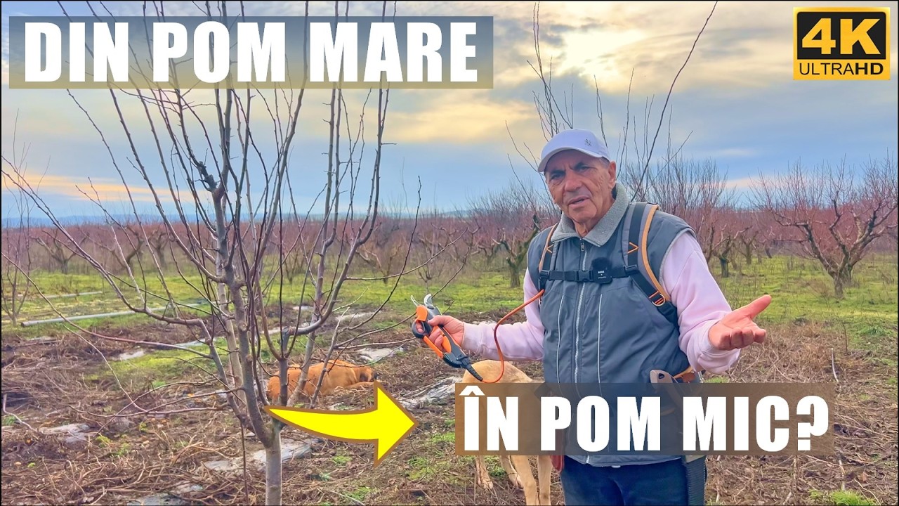 ✂️🌳Можно ли превратить большое дерево в карликовое, срубив его?