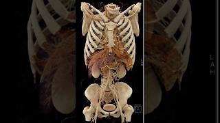 Skeleton System | Human skeleton #skeleton #bones #radiology #shorts #anatomy