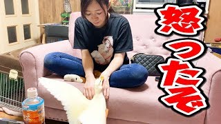 なんでアヒルにイジワルをしているの？