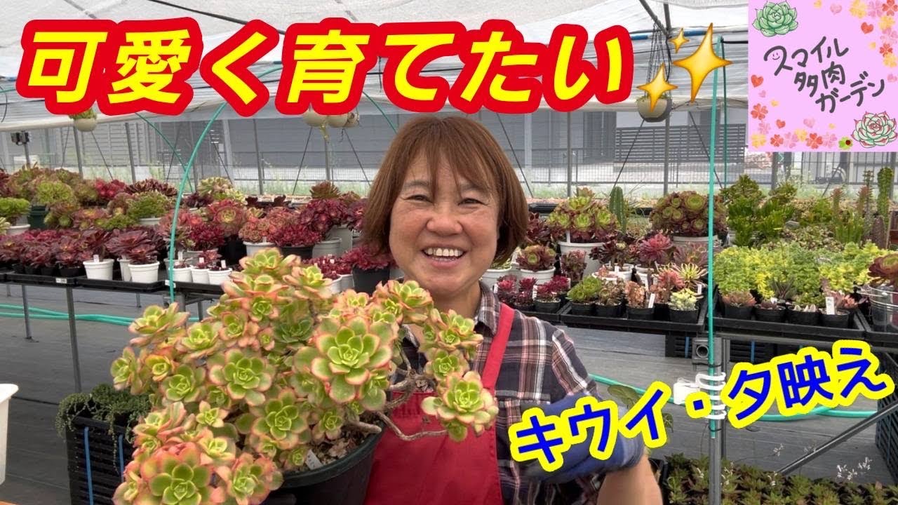 How do you get them so beautiful?✨】Tips for growing cute Kiwi