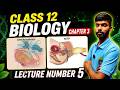 सगर्भता (Pregnancy) और MTP | Class 12 Biology Chapter 3 🔥 Board Exam 2026 Important Questions #bio