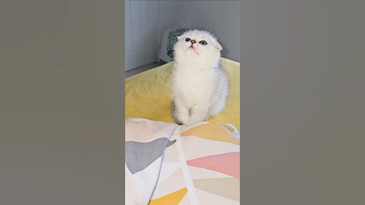 Watch the video about Scottish fold kitten 😸 #kitten #cat
