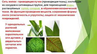 Вегетативные органы растений, Лист.