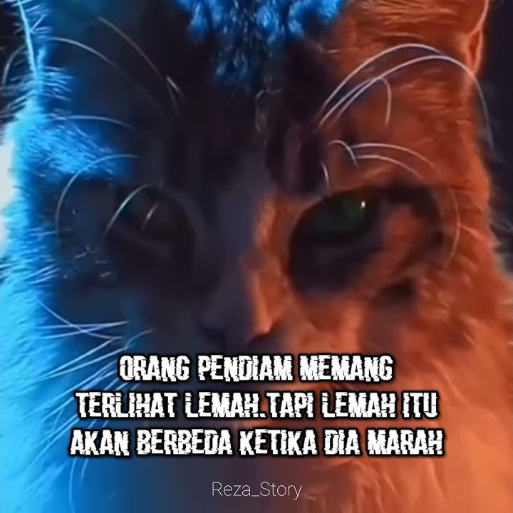 Story' wa kucing keren