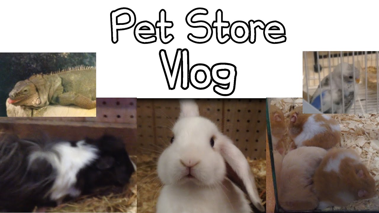 Pet Store Vlog YouTube