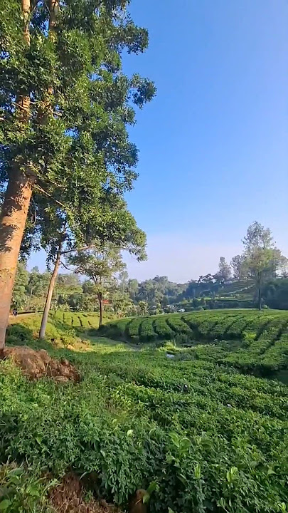 Pemandangan Indah #nostalgia #music #flashback #cover #coversong