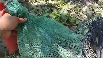 Bẫy chim cút đêm 24h trong rừng