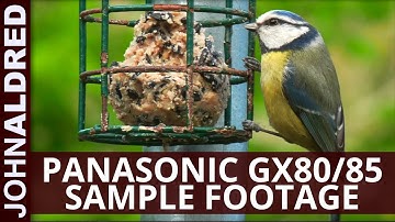 Birds - Panasonic GX80/GX85 sample video footage (colour corrected in DaVinci Resolve)