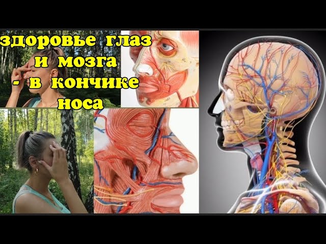 Главные СОСУДЫ глаз и мозга ДЕГРАДИРУЮТ из-за слабости мышц КОНЧИКА НОСА. Оживляющие упражнения