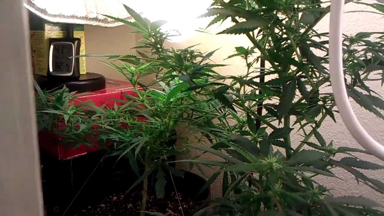 CFL 3 Strain Medical Marijua Grow...My Light Setup