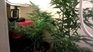 CFL 3 Strain Medical Marijua Grow...My Light Setup