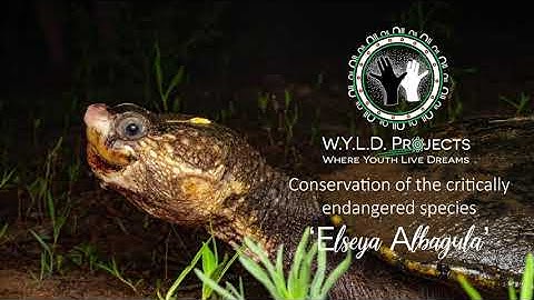 White - throated Snapping Turtle (Elseya albagula)